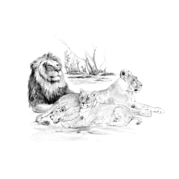 Рисуване графика 29х39 - Лъвове