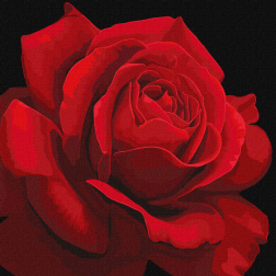 Рисуване по номера с акрилни бои върху платно на подрамка - 40 х 40 - Червена роза